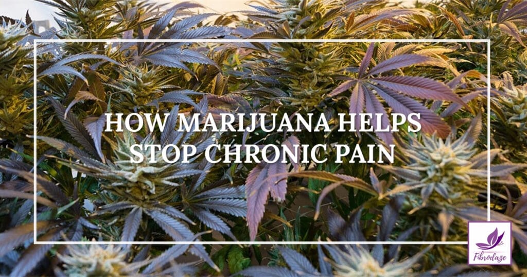 How Marijuana Helps Stop Chronic Pain